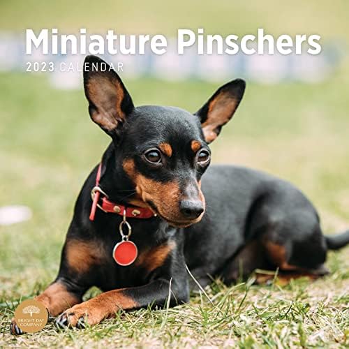 2023 Minyatür Pinschers duvar takvimi Parlak Gün, 12x12 İnç, Sevimli Sevimli Pet Yavru Köpek Fotoğrafçılığı