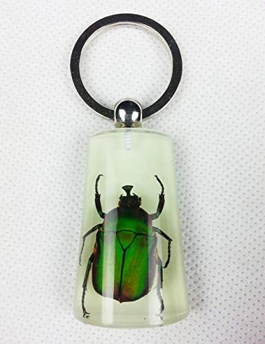 Xu'nun ev dekor kova Anahtarlık Anahtarlık yeşil Chafer Beetle böcek örnekleri kolye çekicilik