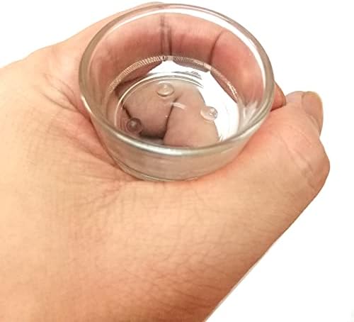 Fuongee Küçük Sürüngen mama kabı Gıda su kasesi Besleyici Fincan Havzası için Fit Nano Küçük Sürüngen Örümcek Küçük Kertenkele Akrep,